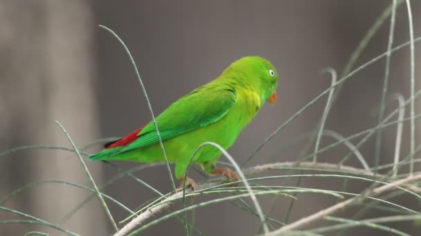 Vernal Hanging Parrot Indian Hanging Lorikeet — Stock Video