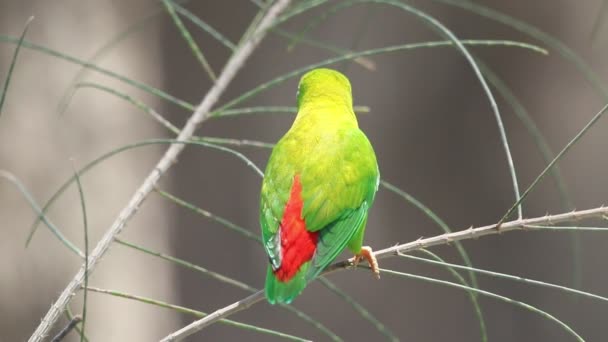 Vernal Hanging Parrot Indian Hanging Lorikeet — Stock Video