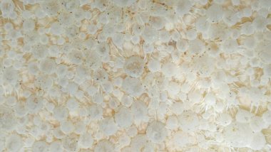 Termit tarağından mikrobik gübre.