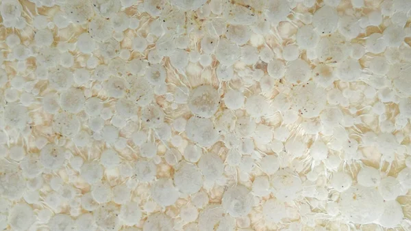 白蚁梳微生物发酵肥 — 图库照片