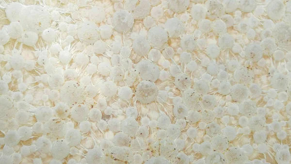 白蚁梳微生物发酵肥 — 图库照片