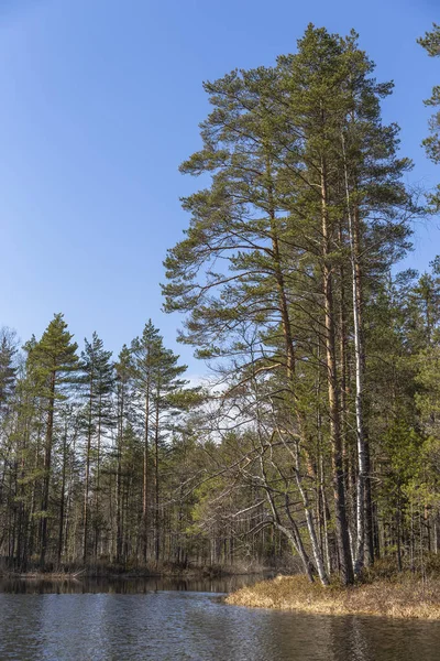 Kiefernwald am Wasser — Stockfoto