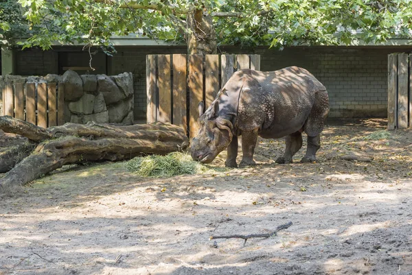Rinoceronte comendo feno — Fotografia de Stock
