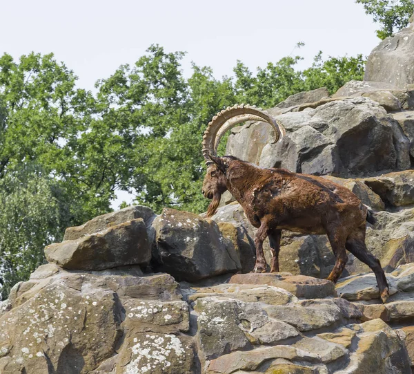 Berggeit klimmen op de rotsen — Stockfoto