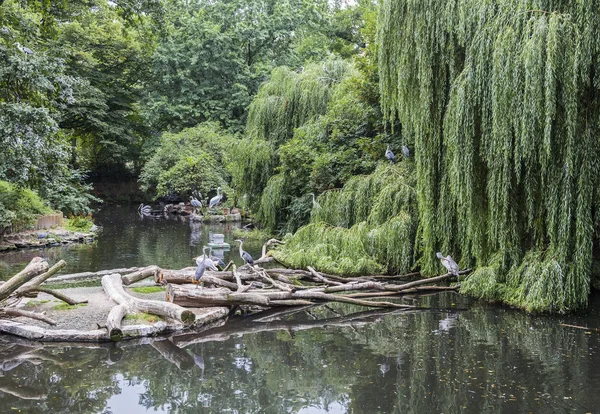 一个大池塘与鸟 免版税图库照片