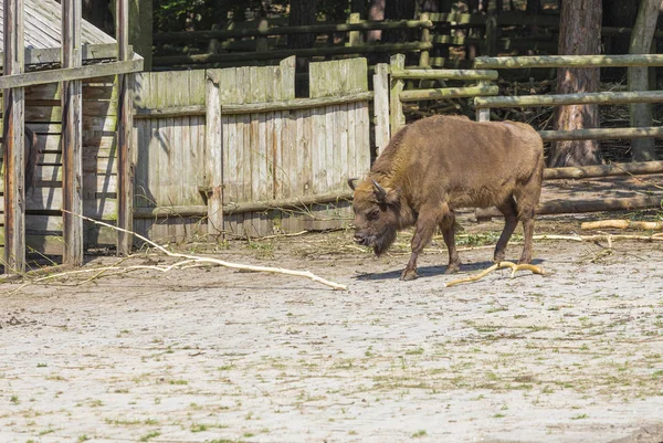 Европейский бизон (Bison bonasus) — стоковое фото