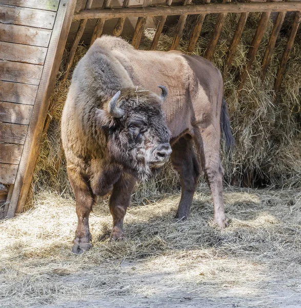 Europese bizon - Europees hout biso — Stockfoto