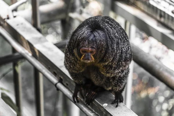 Sakis eller saki apor — Stockfoto