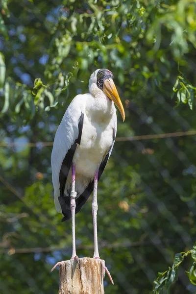  büyük tropikal leylek 