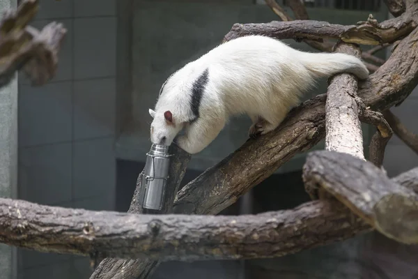 Ameisenbär sitzt auf einem Ast — Stockfoto