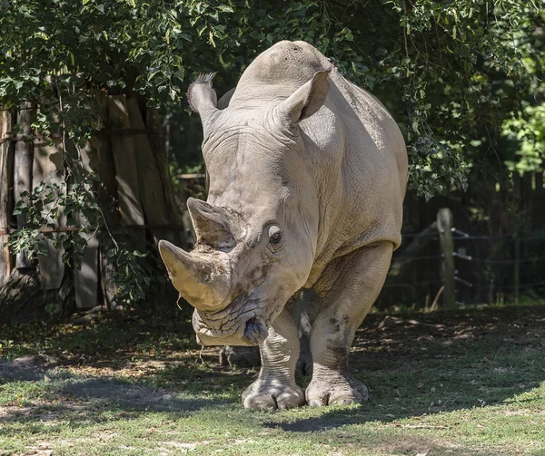 Rinoceronte adulto perto da árvore — Fotografia de Stock