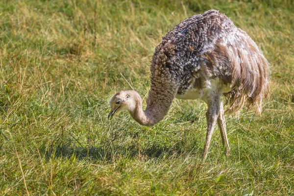 Küçük devekuşu ot yiyor