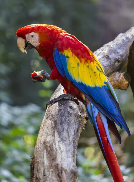 Ara papagáj eszik egy Alma — Stock Fotó
