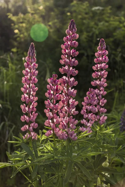 Lupinus, commonly known as lupin or lupine — Stock Photo, Image