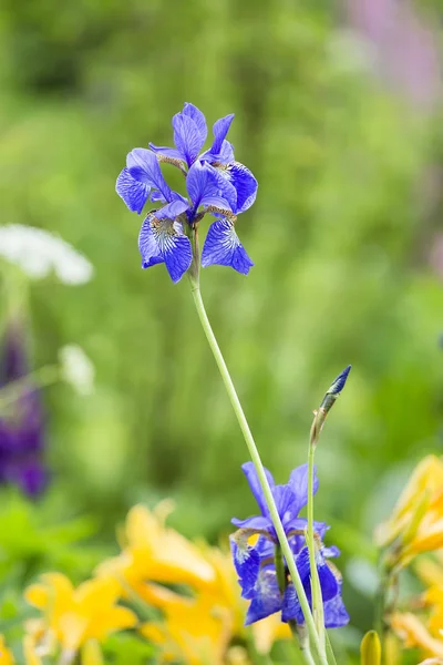 Iris siberiano azul sobre un fondo de hierba verde — Foto de Stock