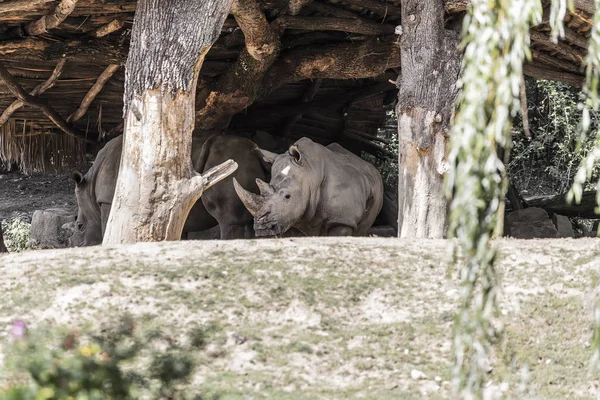 Vários rinocerontes grandes — Fotografia de Stock