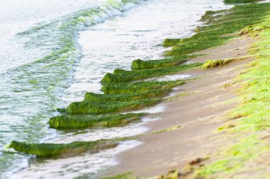Çok sayıda su yosununa