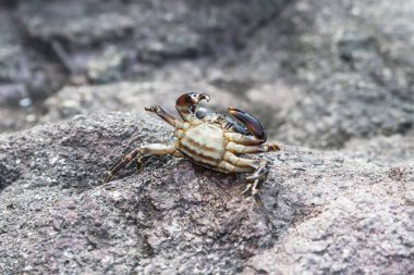 Yengeç yüksek pençe pençelerinle aittir