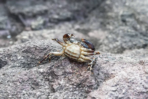 Yengeç yüksek pençe pençelerinle aittir