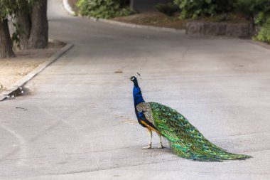 Şık kuyruklu bir tavus kuşu