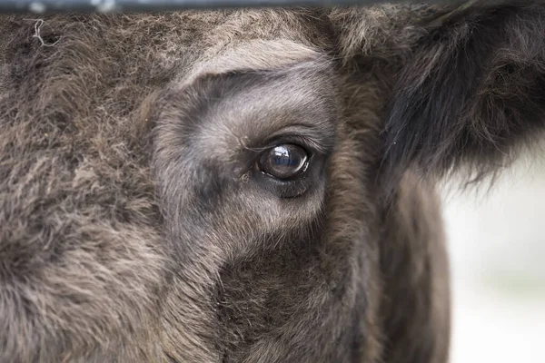 Retrato ocular de detalhe de bisonte europeu Imagem De Stock