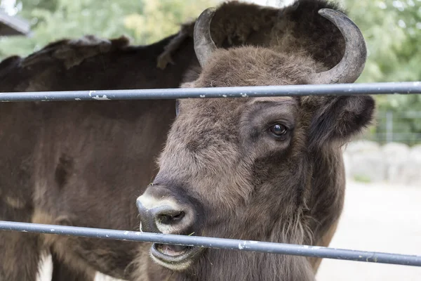 Volwassen bizon kauwt gras — Stockfoto