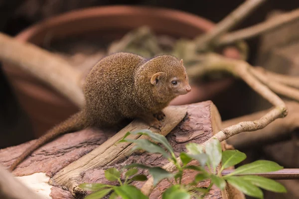 Dvärg mongoose närbild — Stockfoto