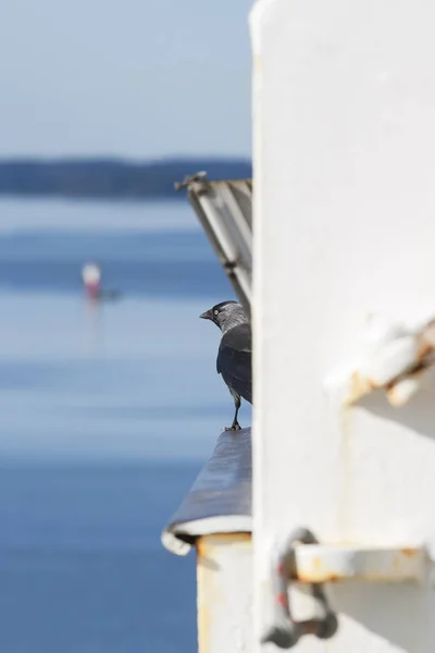 Un jackdaw est assis sur le bord de la rampe — Photo