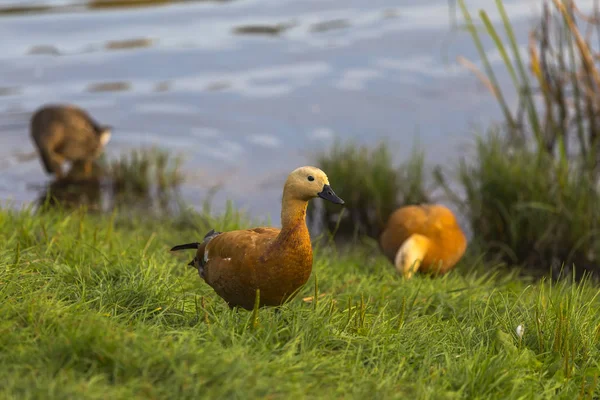 El tupido pato en la orilla de un pequeño estanque — Foto de Stock