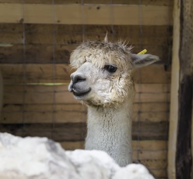 Kıvırcık beyaz lamba, anlamlı ve hüzünlü gözlerle kapat