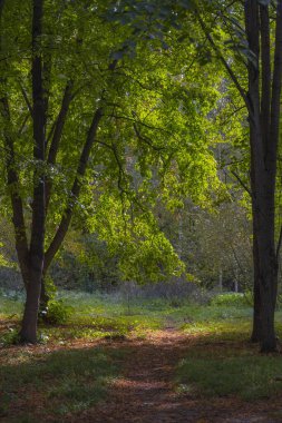 Batan güneşin ışığında, ağaçların yeşil dallarının altında kurumuş sonbahar yaprakları olan küçük bir çimenlik.