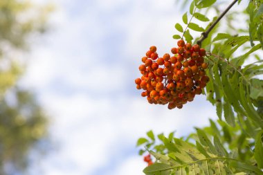 Mavi gökyüzüne karşı olgun dağ küllerinden oluşan bir küme