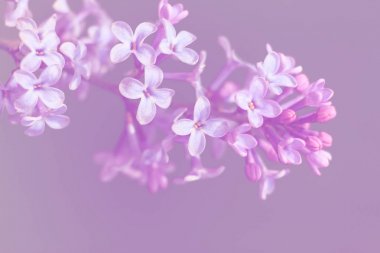 Bahar leylağı, mor çiçekler, yakın plan görüntü.