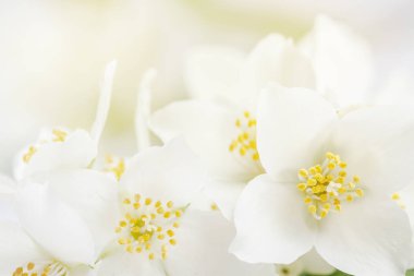 Arka plan beyaz Yasemin çiçekleri yumuşak odak