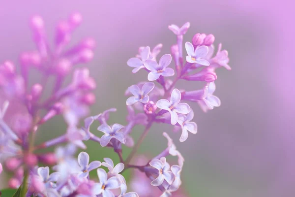 Wiosna fioletowe kwiaty, Szczelnie-do góry obraz — Zdjęcie stockowe
