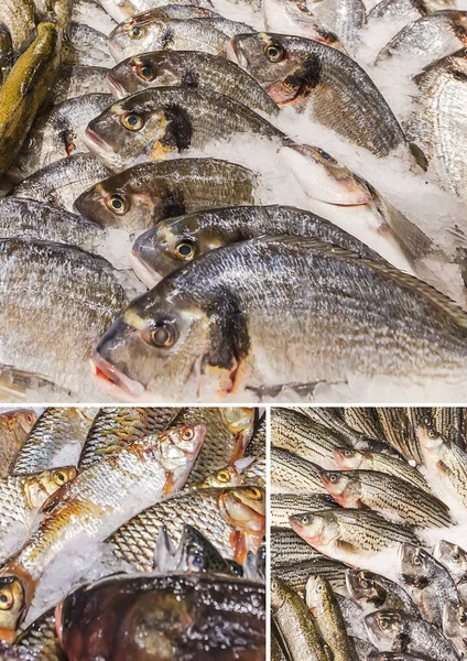 Collage di vari pesci conservati sul ghiaccio al mercato del pesce — Foto Stock