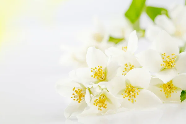 Мягкий фокус на белых цветах жасмина — стоковое фото