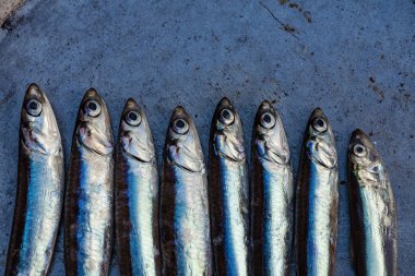 sprats balıkları bir satır, kopya uzay yeri 