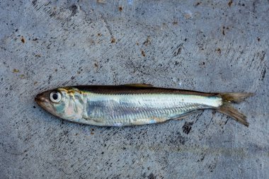 bir küçük sprats balık 