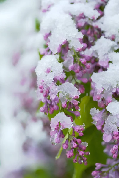 Sníh na lila jaro. — Stock fotografie