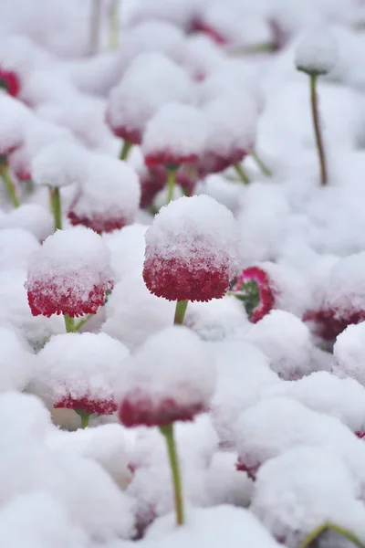 Schneebedecktes rotes Gänseblümchen (bellis perennis) im Frühling — Stockfoto