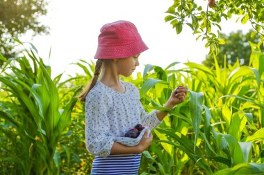 Adam el Romen para ile Leyi ron ve dolar