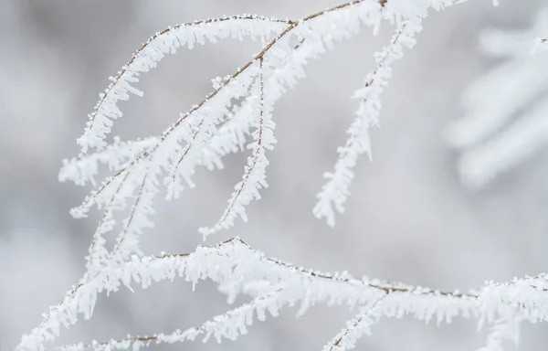 Ramas de árbol de invierno —  Fotos de Stock