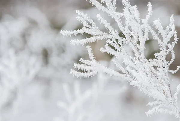 Kış ağacı dalları — Stok fotoğraf