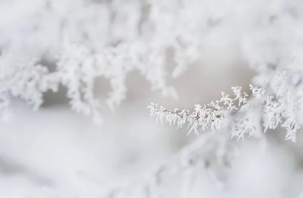 Rami di alberi invernali — Foto Stock