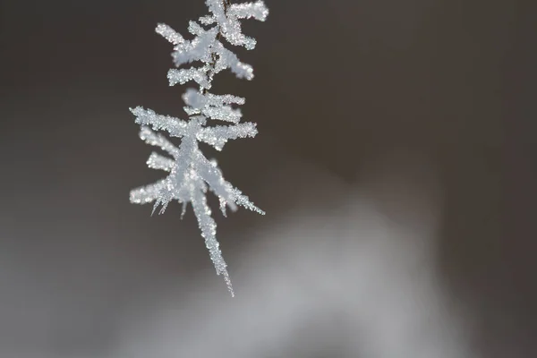 Зимовий гілки дерев — стокове фото
