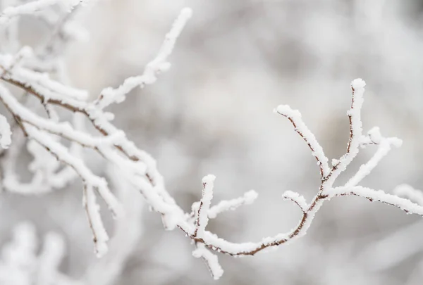 Ramas de árbol de invierno —  Fotos de Stock