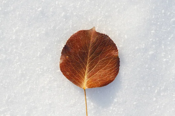 Detail Suchých Listů Zimě — Stock fotografie