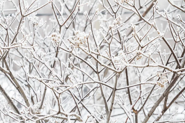 Zimní větve stromů — Stock fotografie