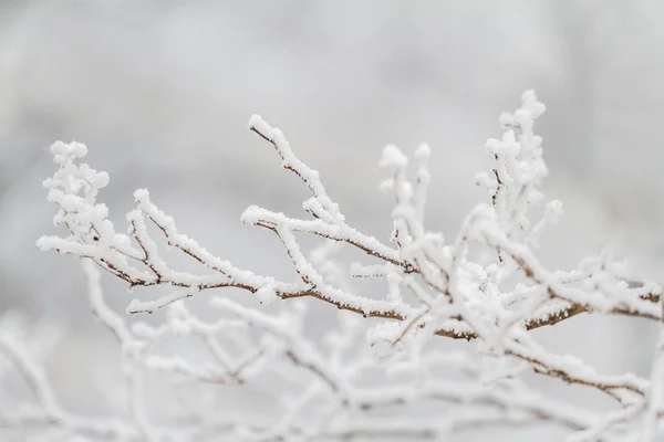 Rami di alberi invernali — Foto Stock